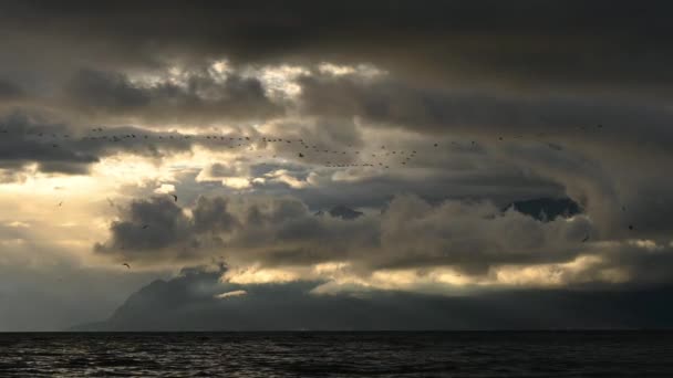 Восход Солнца Над Озером Стая Птиц Летающих Небе Над Женевским — стоковое видео