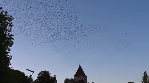 Mumlání Obyčejných Špačků Obloze Hejna Ptáků Létajících Nad Stromy Lausanne — Stock video
