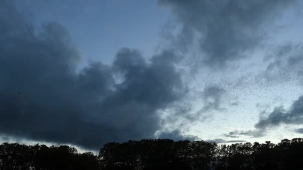 空にいる共通の星の殺人 木の上を飛んでいる鳥の群れ スイスのローザンヌ ヨーロッパのスターリング スターナス ヴァルガリス リアルタイム — ストック動画