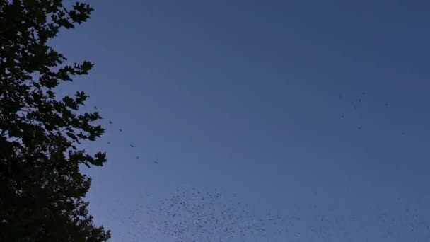 在天空中低语普通的雏鸟 成群的鸟儿在树上飞舞 瑞士洛桑 欧洲的明星 Sturnus Vulgaris — 图库视频影像