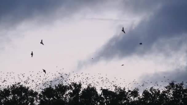 Murmuración Estorninos Comunes Cielo Manadas Aves Volando Sobre Árboles Lausana — Vídeos de Stock