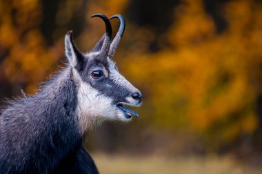 Chamois sonbaharda çiftleşir. Şehvet mevsiminde İsviçre 'de ağzı açık bir erkek rupicapra rupicapra..