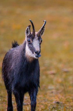 Chamois sonbaharda çiftleşir. Şehvet mevsiminde İsviçre 'de ağzı açık bir erkek rupicapra rupicapra..