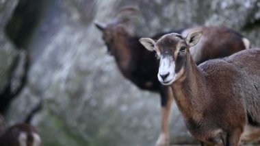 Koyun portresi. Avrupa Korsika Mouflon 'u. Bir kadın ve bir erkek Ovis aries musimon. Gerçek zamanlı..