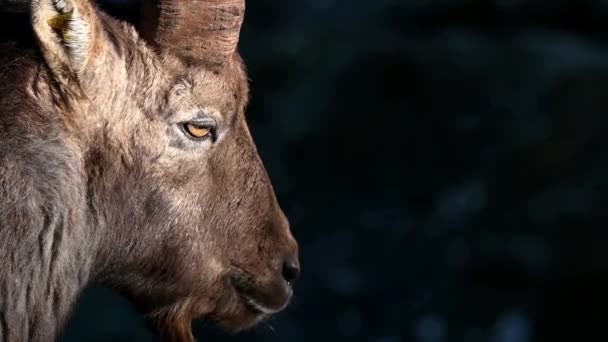 Portrét Kozla Alpský Žihadlo Capra Kozorožec Zavírá Oči Jeden Buketýn — Stock video