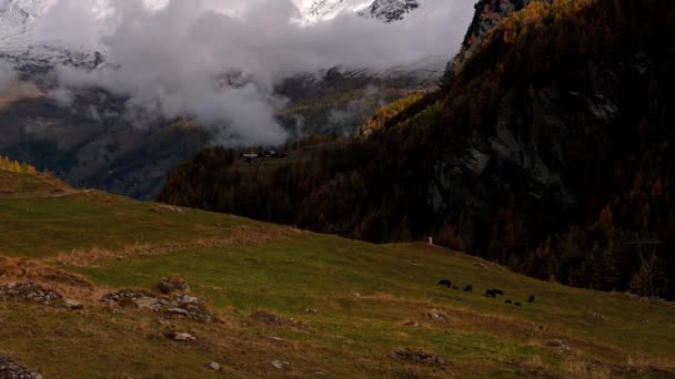 Landscape Mountains Sky Forest Cows Autumn Switzerland Snowcapped Mountain Gouille — Stock Video