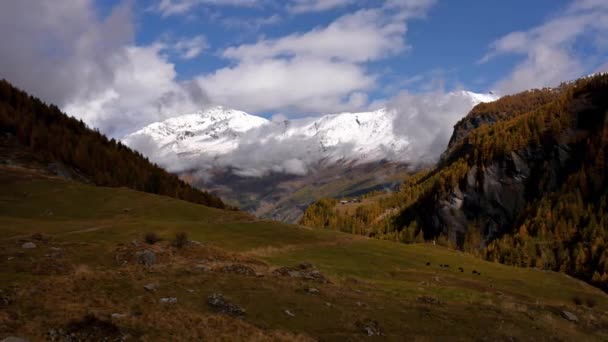 Пейзаж Гор Неба Леса Коров Осенью Швейцарии Снежная Гора Гуй — стоковое видео