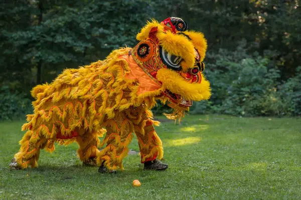 Traditional lion dance. One yellow lion. Celebration in Chinese New Year.