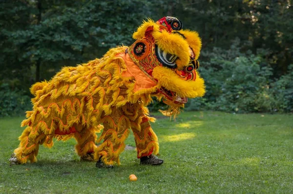 Dança Leão Tradicional Leão Amarelo Celebração Ano Novo Chinês Imagens De Bancos De Imagens Sem Royalties