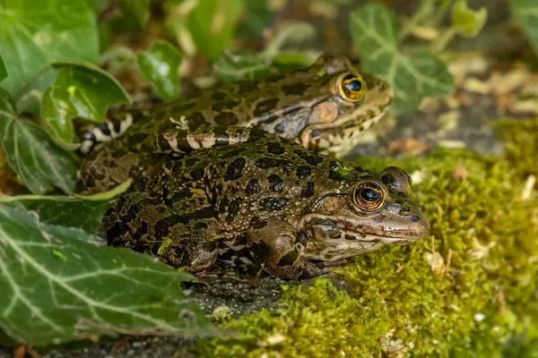 Doğal ortamında yerde oturan bir havuz kurbağası. Pelophylax dersi. Bir Avrupa kurbağası.