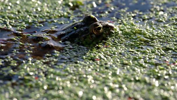 青蛙在水里 游泳池青蛙游泳 小叶藻的特写 一只欧洲青蛙实时 — 图库视频影像