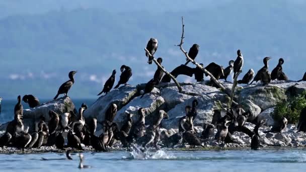 Puñado Cormoranes Negros Grandes Cormoranes Posados Roca Extendiendo Alas Volando — Vídeo de stock