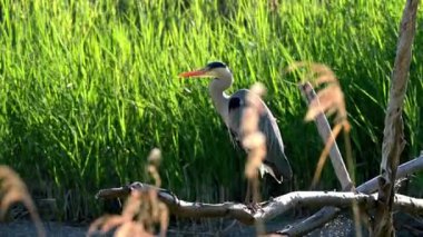 Ağaç dalına tünemiş gri balıkçıl. Güneşli bir günde yeşil kamışlı Ardea Cinerea. Gerçek zamanlı..