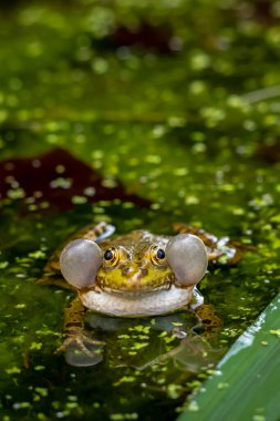 Kurbağa arıyor. Üreyen bir erkek havuz kurbağası, bitkisel hayatta ağzının her iki tarafında ses keseleri ile ağlıyor. Pelophylax dersi..