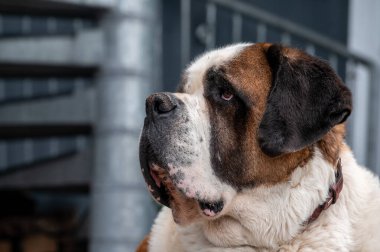 Bir köpek portresi. Bir Saint Bernard köpeği. Aziz Bernard. Alp Spaniel.