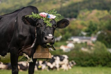 Çiçekler ve inek çanı ile süslenmiş İsviçre inekleri. İsviçre 'de Desalpes töreni.