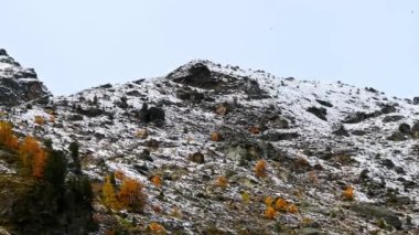 İsviçre 'de sonbaharda dağ ormanlarında uçan karga. Alpine Chough 'da. Gerçek zamanlı..