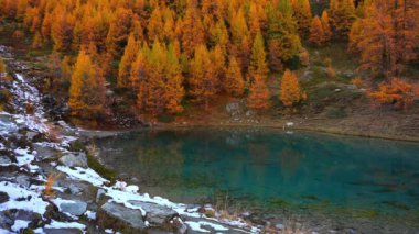 Lac bleu Arolla. İsviçre 'de dere manzarası, mavi göl, dağ ve sarı tarla ağaçları.