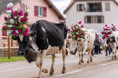 Çiçeklerle süslenmiş inekler İsviçre desalpe festivalinde geleneksel transhumance töreninde. Semsales, Fribourg Canton, İsviçre. 