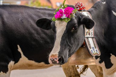 Çiçeklerle süslenmiş inekler İsviçre desalpe festivalinde geleneksel transhumance töreninde. Semsales, Fribourg Canton, İsviçre. 
