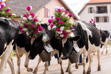 Çiçeklerle süslenmiş inekler İsviçre desalpe festivalinde geleneksel transhumance töreninde. Semsales, Fribourg Canton, İsviçre. 