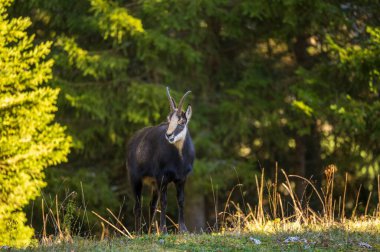 Chamois gün batımında ayakta duruyor. İsviçre 'de bir rupicapra..