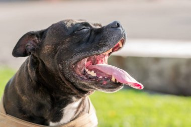 Köpek portresi. Bir brindle ve beyaz staffordshire terrier. Karışık cins. Amstaff, Personel.