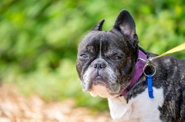 siyah-beyaz Fransız buldozer portresi.