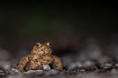 Geceleri açık havada ormanda yaygın bir kurbağa. İsviçre 'de Bufo bufo.