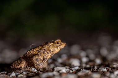 Geceleri açık havada ormanda yaygın bir kurbağa. İsviçre 'de Bufo bufo.