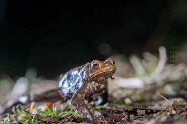 Geceleri açık havada ormanda yaygın bir kurbağa. İsviçre 'de Bufo bufo.