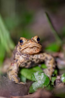 Geceleri açık havada ormanda yaygın bir kurbağa. İsviçre 'de Bufo bufo.