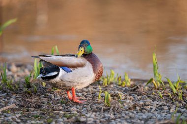 Riverbank, Anas Platyrhynchos 'da Erkek Mallard Duck Temizlik Tüyleri