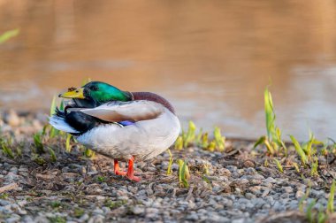 Riverbank, Anas Platyrhynchos 'da Erkek Mallard Duck Temizlik Tüyleri