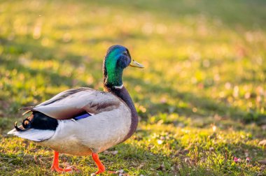 Sunset 'teki Erkek Mallard Duck Oteli. Bir Anas platyrhynchos.