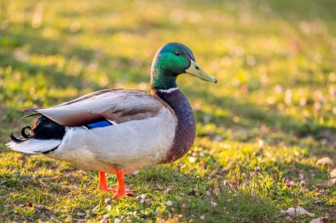 Sunset 'teki Erkek Mallard Duck Oteli. Bir Anas platyrhynchos.