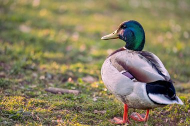 Sunset 'teki Erkek Mallard Duck Oteli. Bir Anas platyrhynchos.