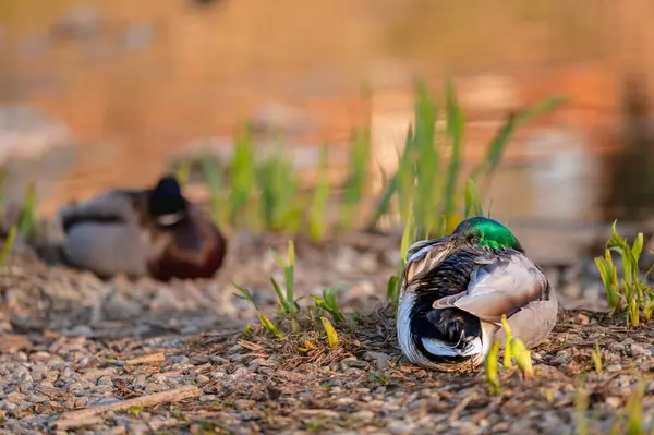 İki erkek ördek su kenarında dinleniyor. Nehir kenarındaki Anas Platyrhynchos
