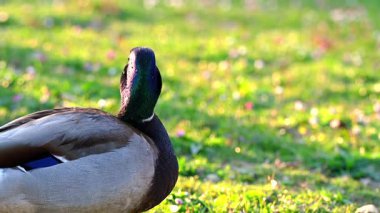Sunset 'teki Erkek Mallard Duck Oteli. Bir Anas platyrhynchos açık havada.
