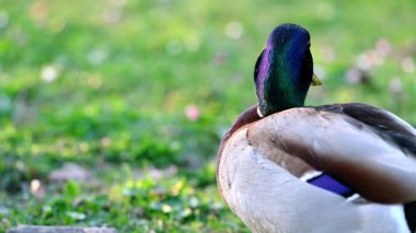 Sunset 'teki Erkek Mallard Duck Oteli. Bir Anas platyrhynchos açık havada.