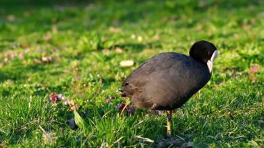 Gün batımında Green Grass 'te bir Avrasyalı Coot var. Baharda Fulica atra İsviçre 'de açık havada.