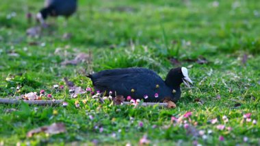 Bir Avrasya Yaban Ördeği Çimen ve Çiçeklerle Besleniyor. Baharda İsviçre 'de Fulica atra.