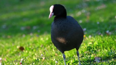 Gün batımında Green Grass 'te bir Avrasyalı Coot var. Baharda Fulica atra İsviçre 'de açık havada.