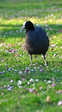 Gün batımında Green Grass 'te bir Avrasyalı Coot var. Baharda Fulica atra İsviçre 'de açık havada.
