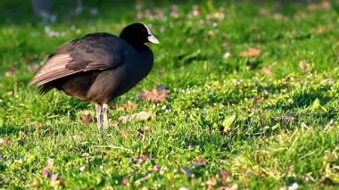 Gün batımında Green Grass 'te bir Avrasyalı Coot var. Baharda Fulica atra İsviçre 'de açık havada.