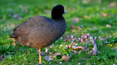 Gün batımında Green Grass 'te bir Avrasyalı Coot var. Baharda Fulica atra İsviçre 'de açık havada.