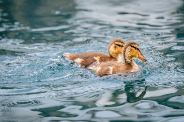İki Mallard Ördeği Suda Birlikte Yüzüyor. Cenevre Gölü, İsviçre.