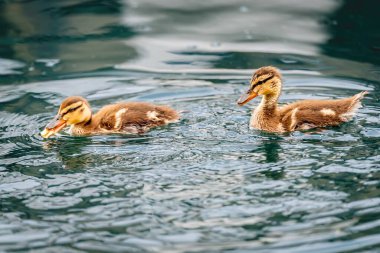 İki Mallard Ördeği Suda Birlikte Yüzüyor. Cenevre Gölü, İsviçre.
