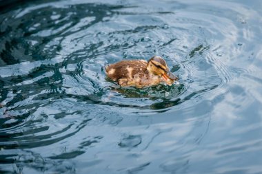 Bir Mallard Duckling suda yüzerken yemek yiyor. Cenevre Gölü, İsviçre.