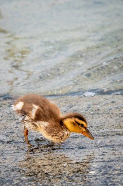 Bir Mallard Duckling İçme Suyu. Cenevre Gölü, İsviçre.